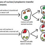 nuclearcytoplasmic transfer experiments